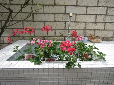f0002833_12594734.jpg