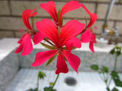 f0002833_130124.jpg