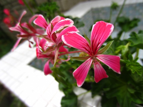 f0002833_1302661.jpg