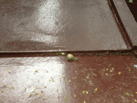 e0203037_2224635.gif