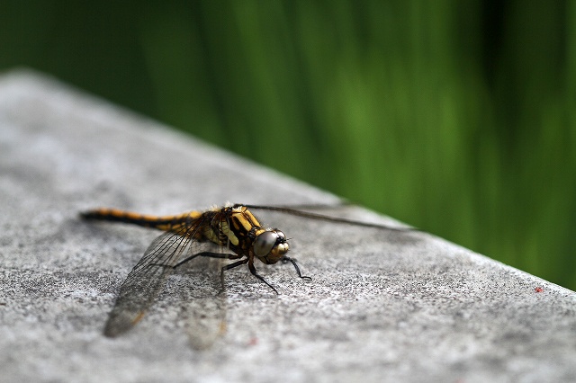a0242438_19362590.jpg
