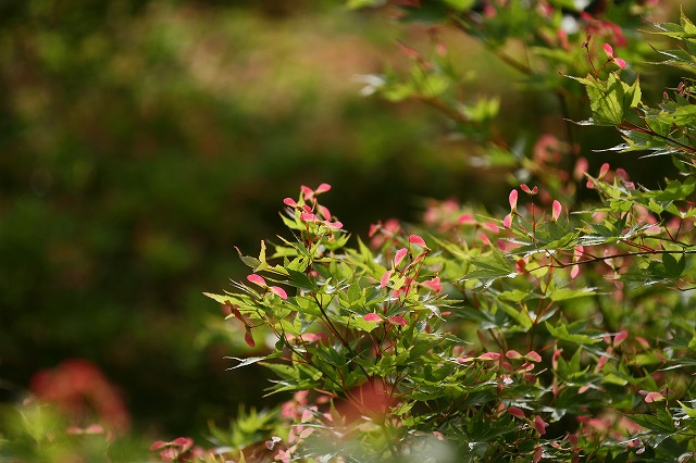 a0242438_19363815.jpg
