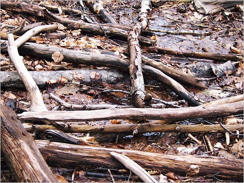 e0022839_234692.jpg