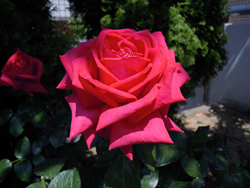 e0034047_154191.jpg