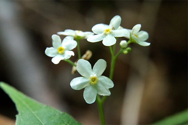 f0214649_6234778.jpg