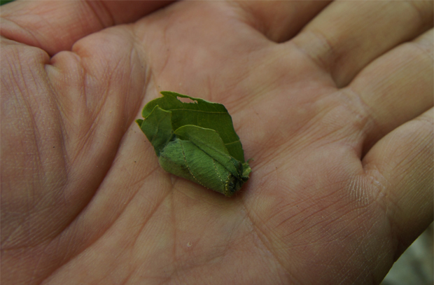 f0214649_629291.jpg