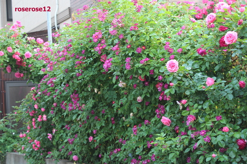 a0249051_572574.jpg