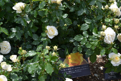 f0232785_9492718.jpg
