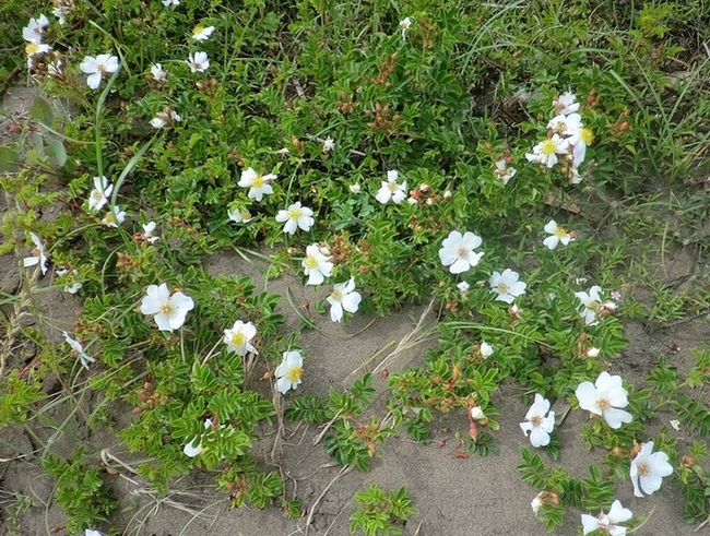 e0143690_1749760.jpg