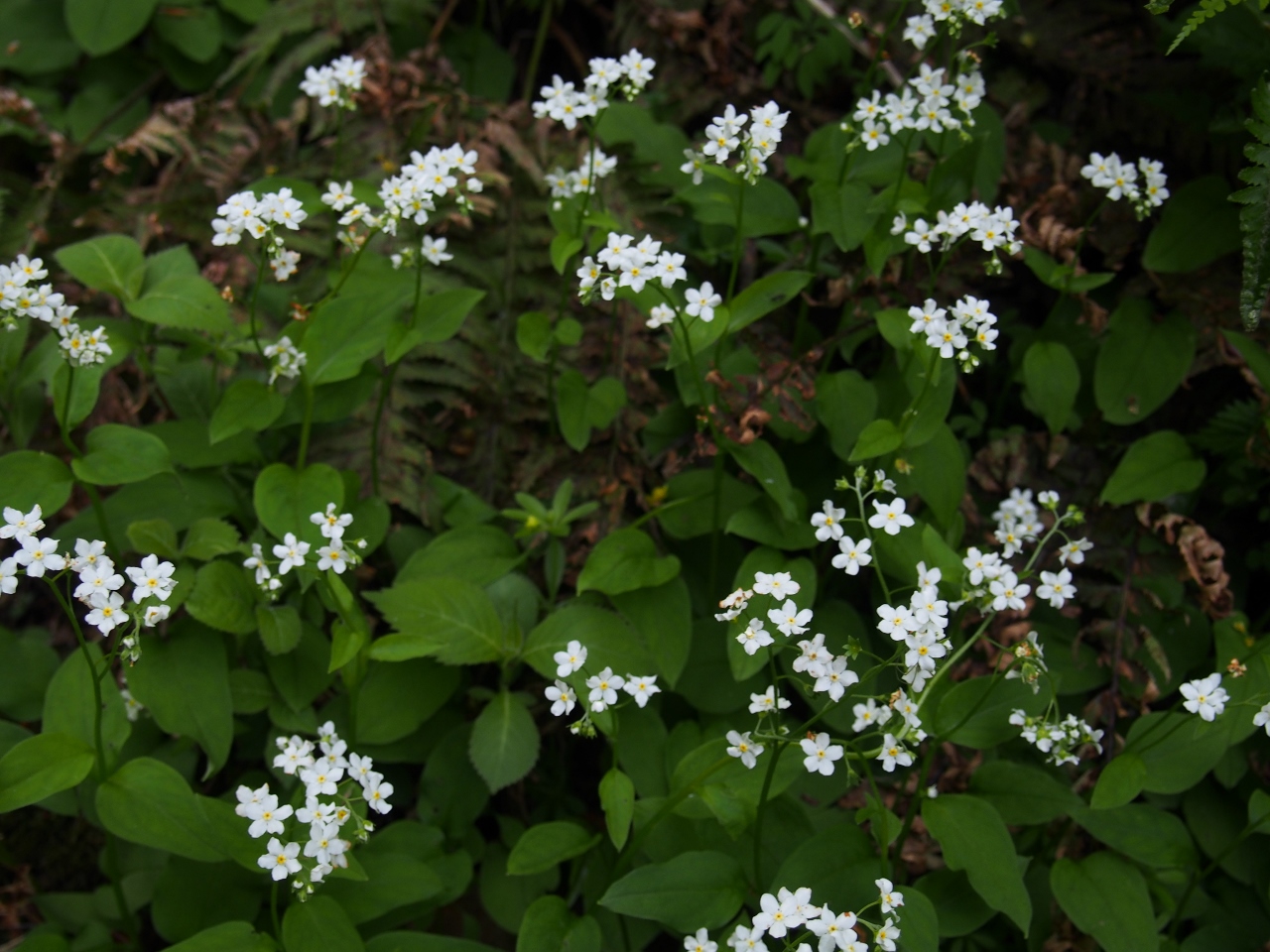 b0039898_84615.jpg