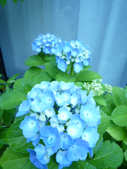 c0220700_13431896.jpg