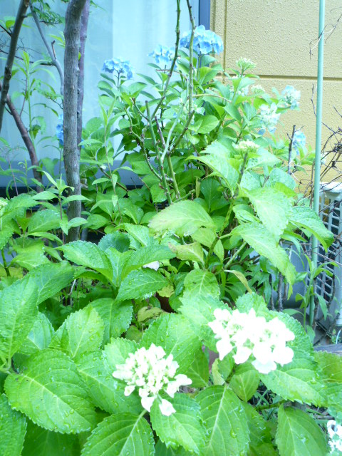 c0220700_13434831.jpg