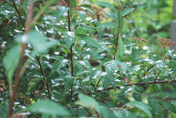 e0025300_14452729.jpg