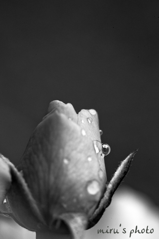 c0037519_8474153.jpg