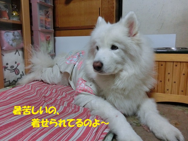 e0196135_22314770.jpg