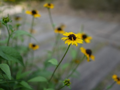 e0325038_82278.jpg