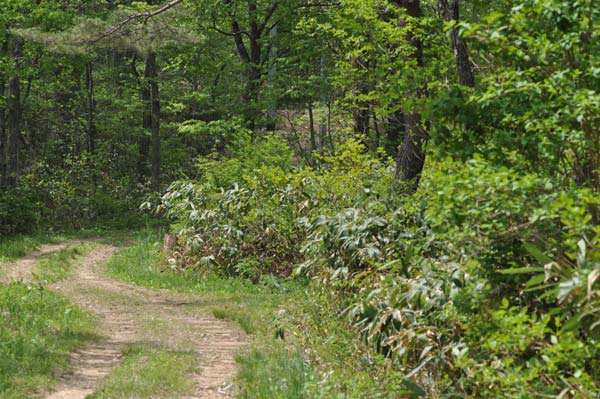 c0043361_2053195.jpg
