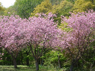 e0160568_1244341.jpg