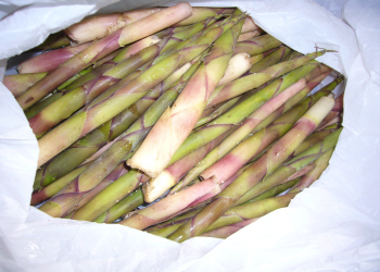 c0125996_5422446.jpg