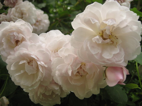 f0201297_8533547.jpg