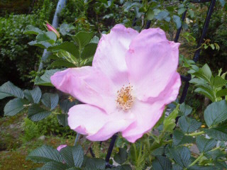 c0272200_12234145.jpg