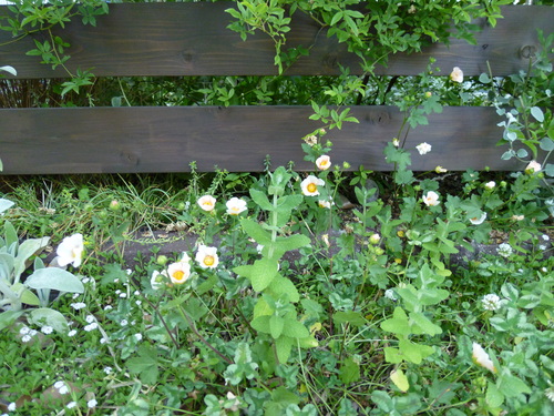 a0199304_19253358.jpg