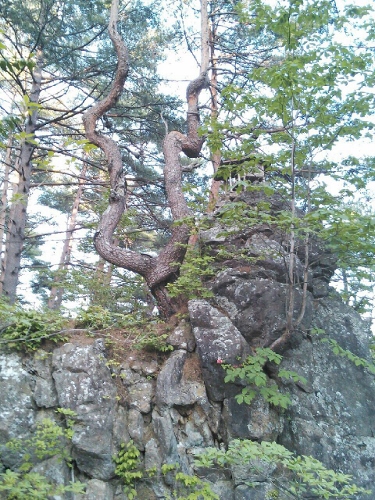 d0024504_043199.jpg