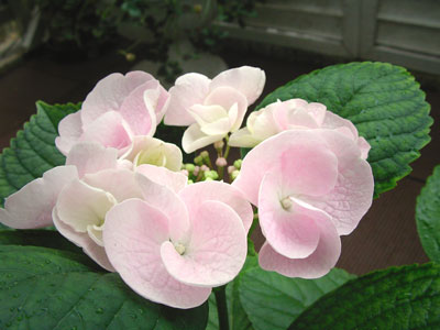 c0032212_17183268.jpg