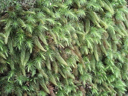 c0146714_23235387.jpg
