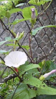 c0247314_156373.jpg