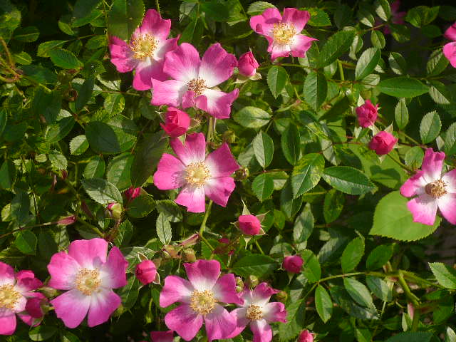 e0026017_14355542.jpg
