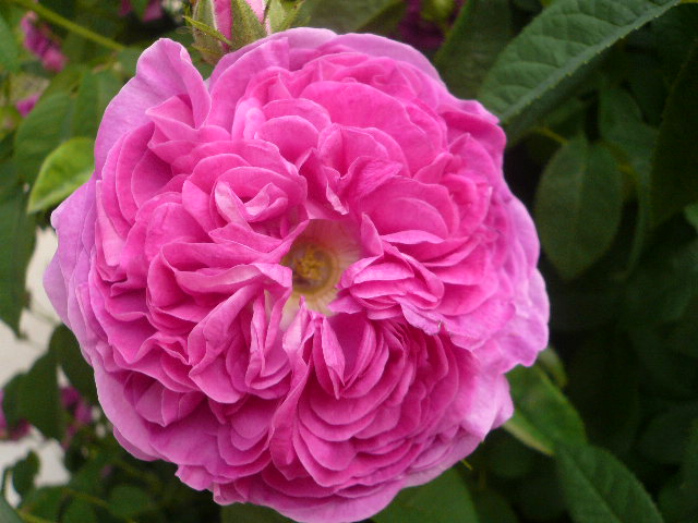 e0026017_14371317.jpg