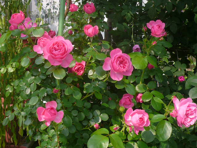 e0026017_14375181.jpg