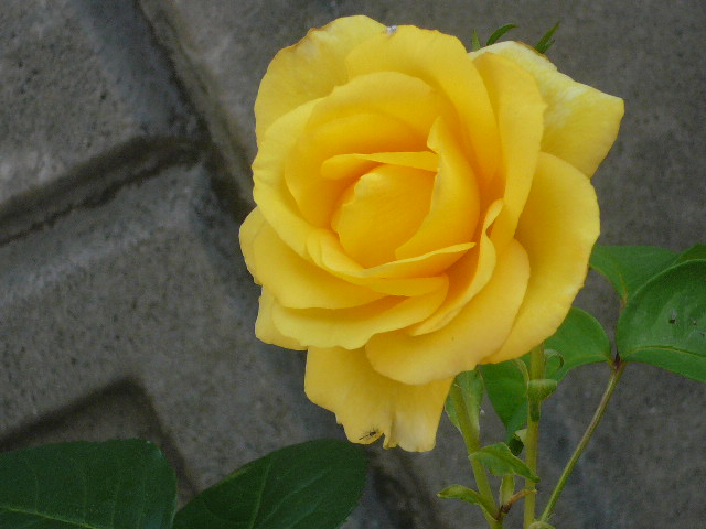e0026017_14391145.jpg