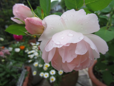 f0002833_1858157.jpg
