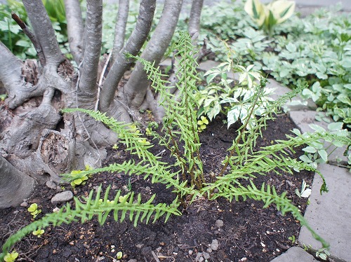 f0205733_152557.jpg
