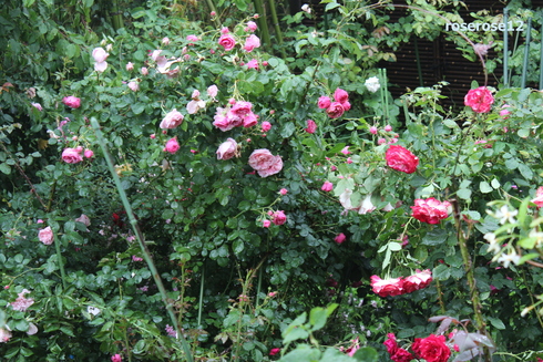 a0249051_4485750.jpg