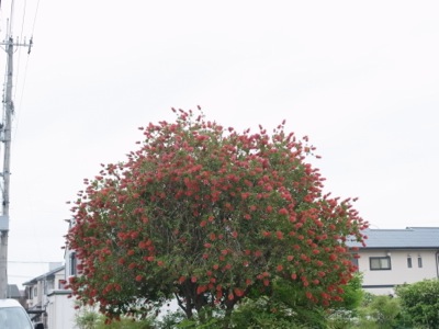 f0050651_2293983.jpg