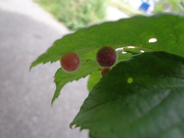 b0061261_20125784.jpg