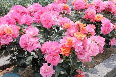 c0222474_21433393.jpg