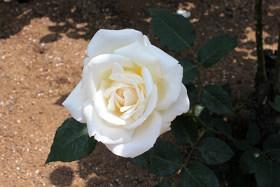 c0222474_21463279.jpg
