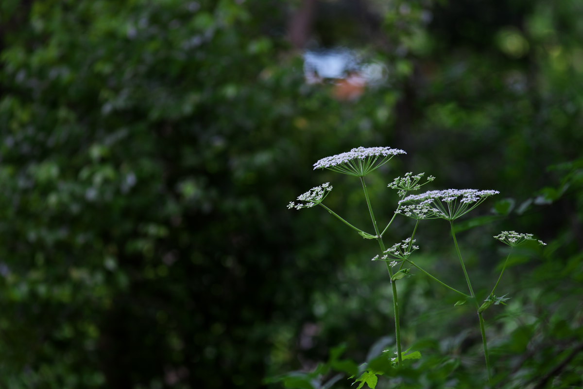 a0083081_1133629.jpg