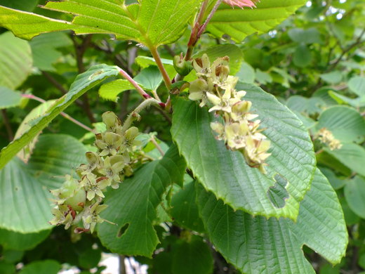 e0145782_182158.jpg