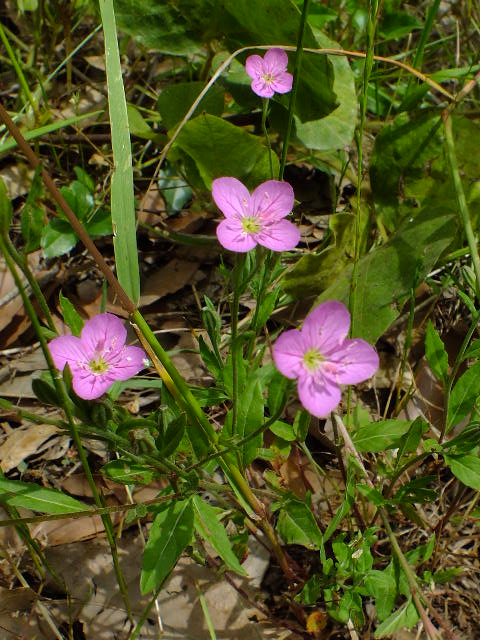 e0145782_1831577.jpg