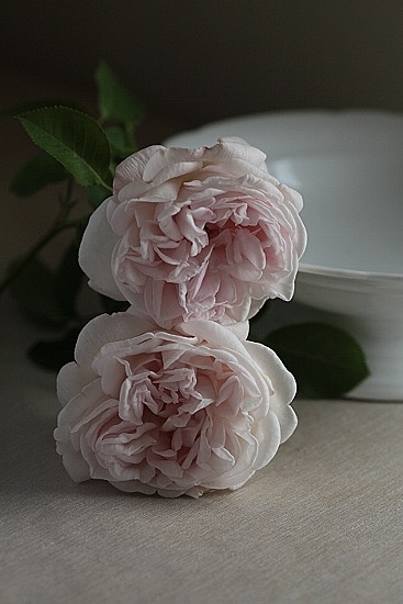 e0209997_1835592.jpg