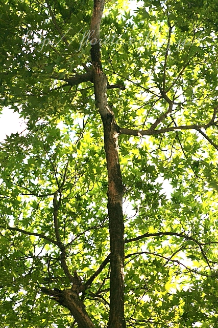 f0083400_21351056.jpg