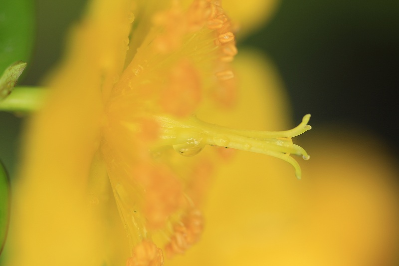 a0188405_8212338.jpg