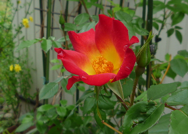 a0214206_2131214.jpg