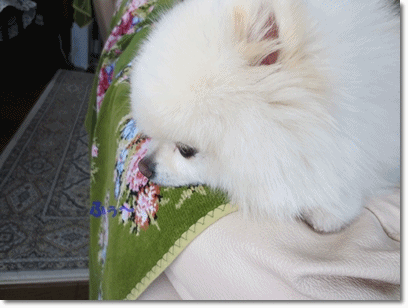 b0167519_15361474.gif