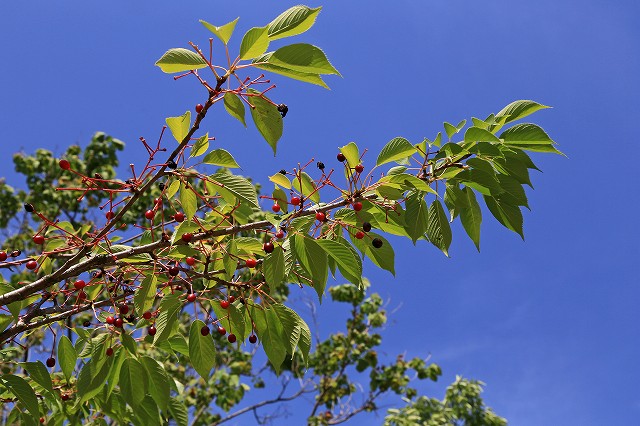 a0242438_19411899.jpg